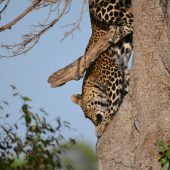  The Serengeti, TZ